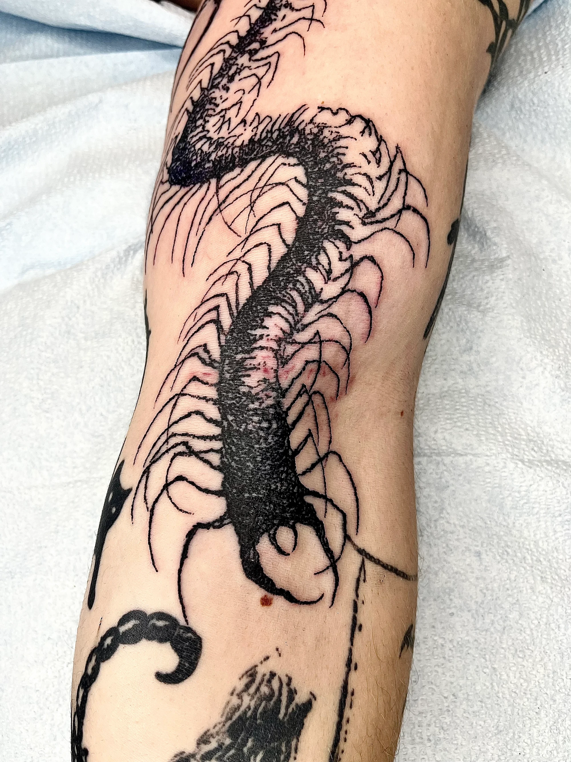 Large blackwork centipede on leg